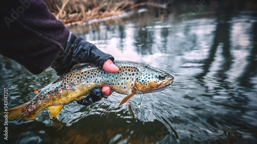 Fotografia Brook trout in the hand of a fisherman.