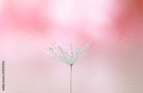 Dandelion seed water drops