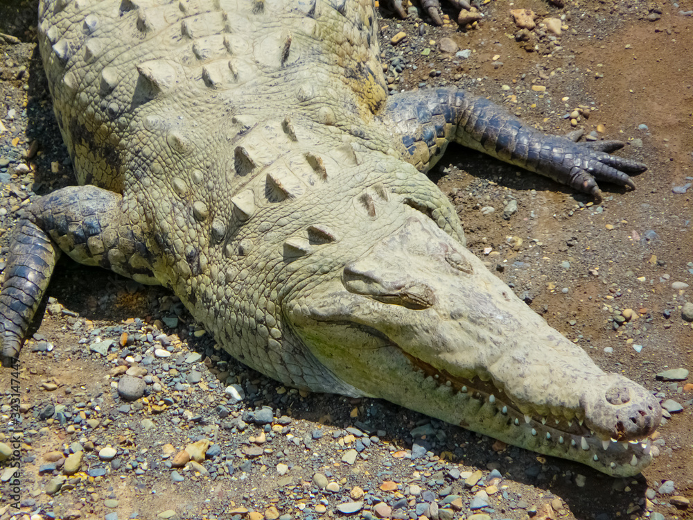 Fototapeta premium Crocodile, Tarcoles River, Alajuela, Orotina, Costa Rica