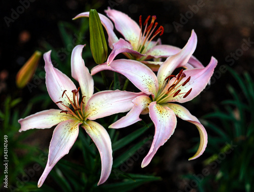 Fototapeta Naklejka Na Ścianę i Meble -  beautiful flowers in nature in the botanical garden