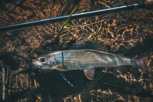 Grayling in clear water. Fly fishing and tenkara.