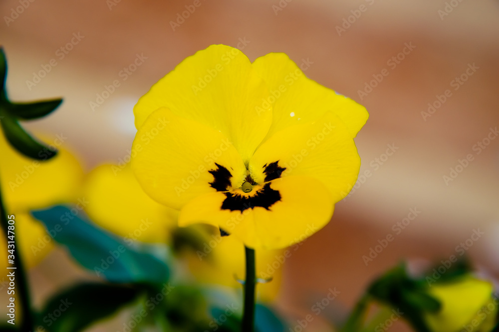 Fototapeta premium yellow tricolor flower viola isolated bokeh
