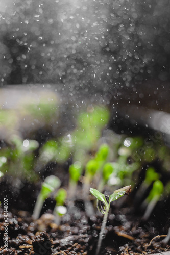 Urban Gardening, Growing Vegetables at Home, Arugula Baby Plants. healthy super food watering. raining spraying