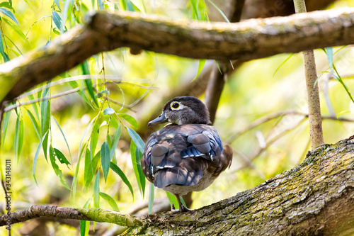 Photography A Wood Duck in the woods of High Park in Toronto, Canada