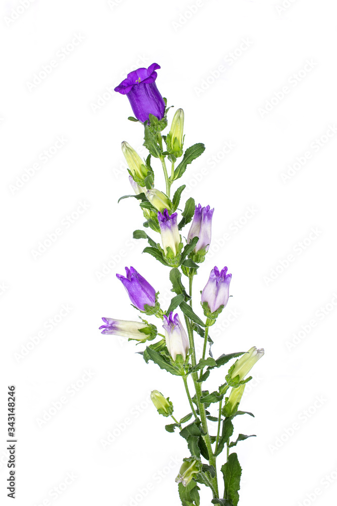 Naklejka premium Detailed side view of Purple Canterbury bells (Campanula medium). Isolated on white background.