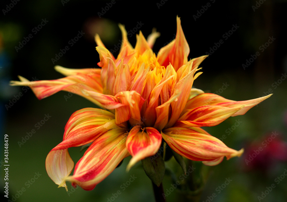 Naklejka premium beautiful flowers in nature in the botanical garden