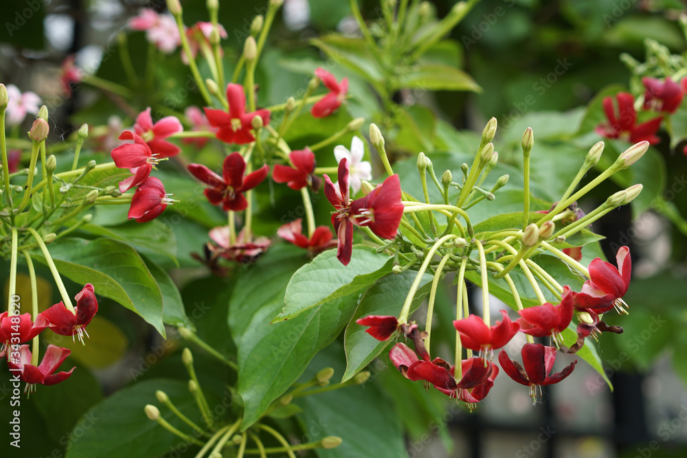 Obraz premium close up of Combretum indicum