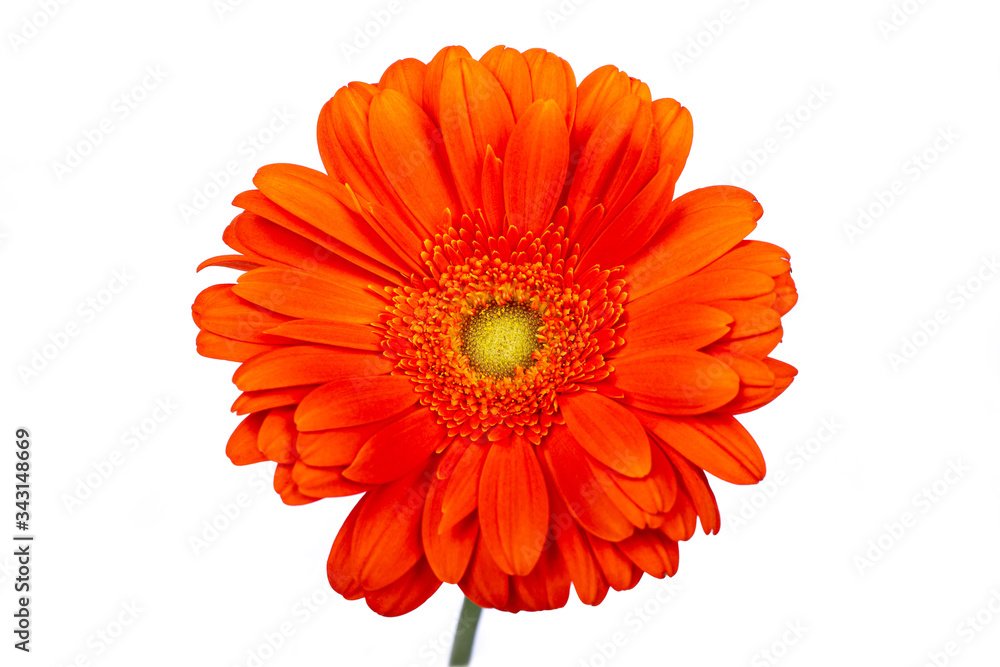 Top view of orange Gerbera or African Daisy, isolated on white background Top view of orange Gerbera or African Daisy, isolated on white background