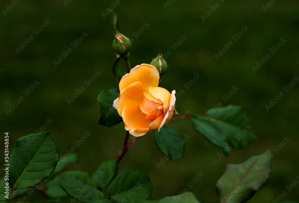 beautiful flowers in nature in the botanical garden beautiful flowers in nature in the botanical garden