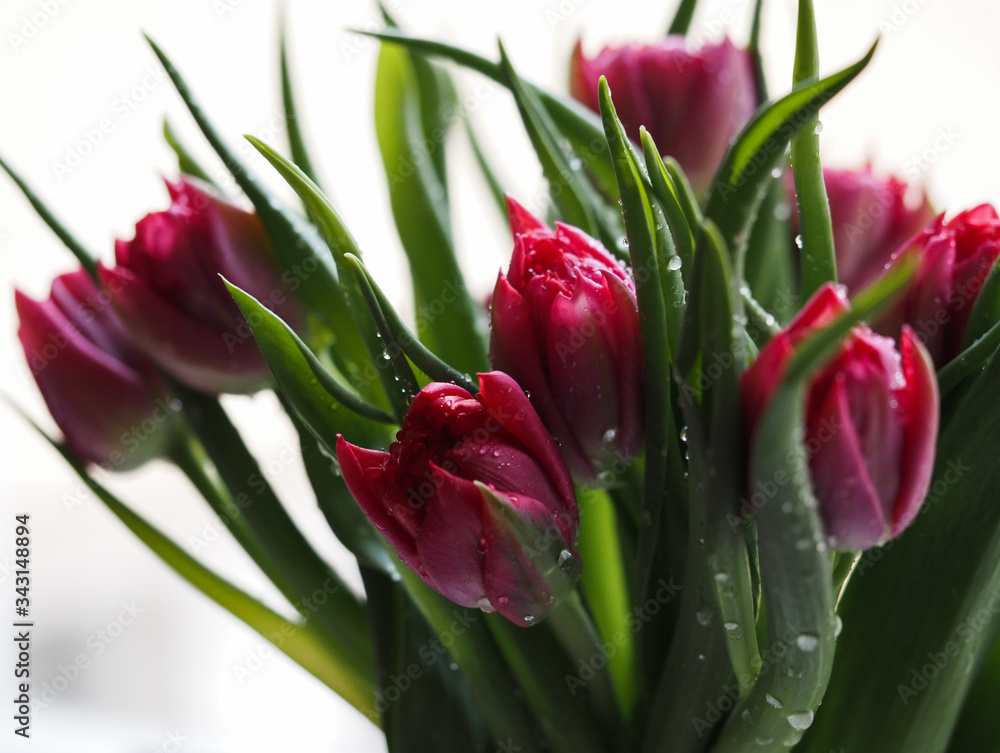 Naklejka premium Tulips red