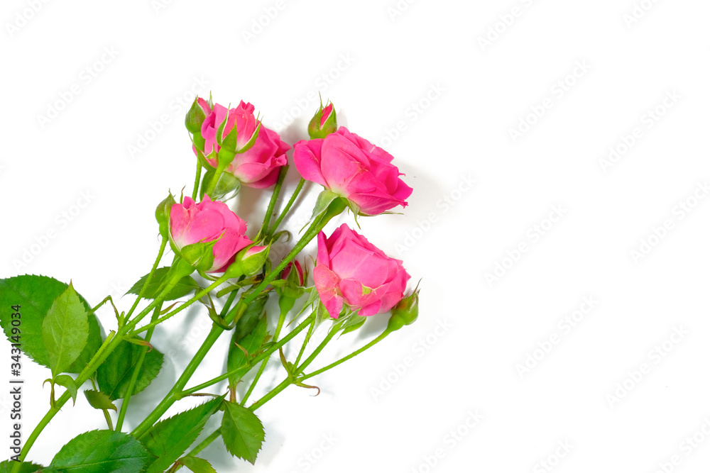 Pink rose on a white background. Flowers, holiday concept. View from above. Pink rose on a white background. Flowers, holiday concept. View from above.