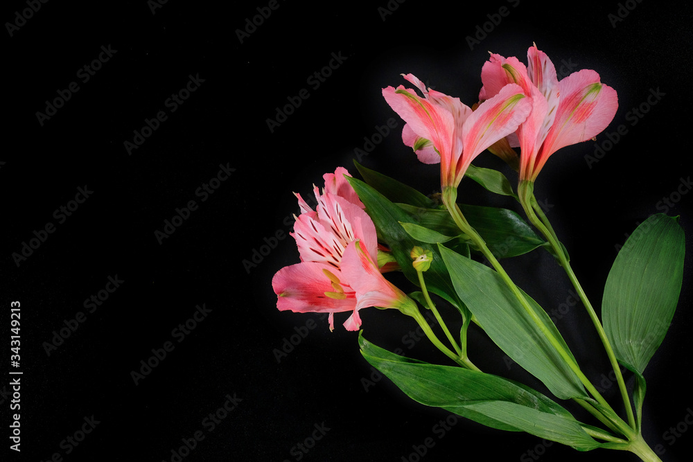 Lily flowers on a black background close-up. Top view. Space for text. Studio shot.