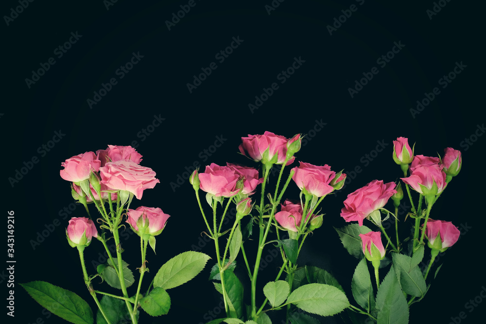 Pink roses flowers isolated on black background. Top view.