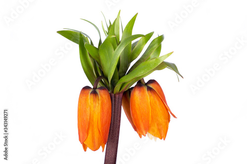 Detailed Macro side view of a orange crown imperial (Fritillaria imperialis) with stem and green leaves, isolated on white background photo