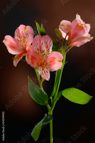 Pink lily flower on a dark background. Beautiful flowers in the studio, background.