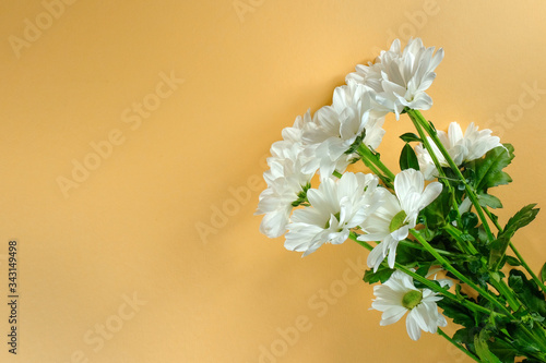 White chrysanthemums on a yellow background with copy space. Top view.