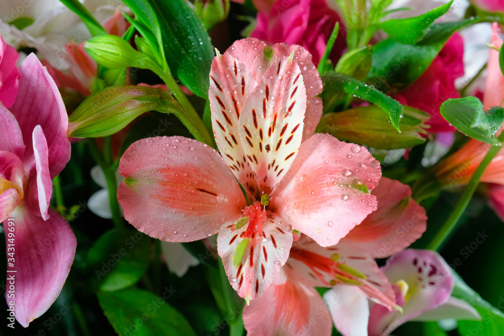 Obraz premium Bouquet of lily flowers close-up. Background of flowers. Nature.