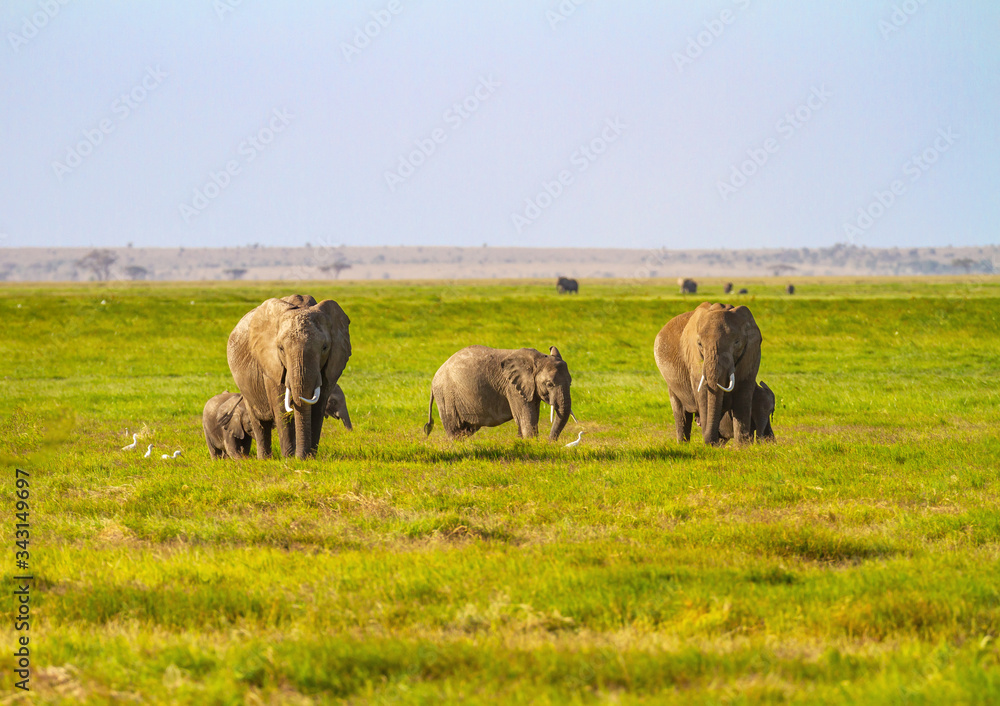 Elephant family with small calves on green plains in Amboseli National Park, Kenya, Africa with blue sky and copy space. Loxodonta africana on safari wildlife viewing holiday