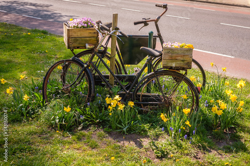 Billede på lærred In Almelo (The Netherlands) in certain parts of the town near entrances of a neighbourhood, the cuty municipality have placed old bikes placed in flower beds with yellow tulips and bluebells