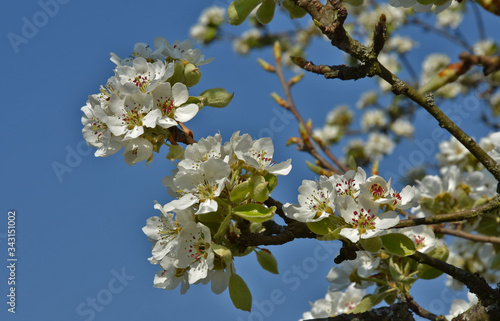 Birnbaum-Blüte, Pyrus communis, pear treen blossom