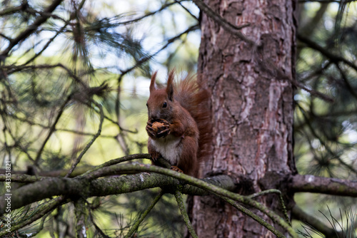 squirrel on tree © awomir