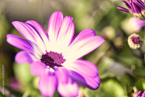 fleur mauve