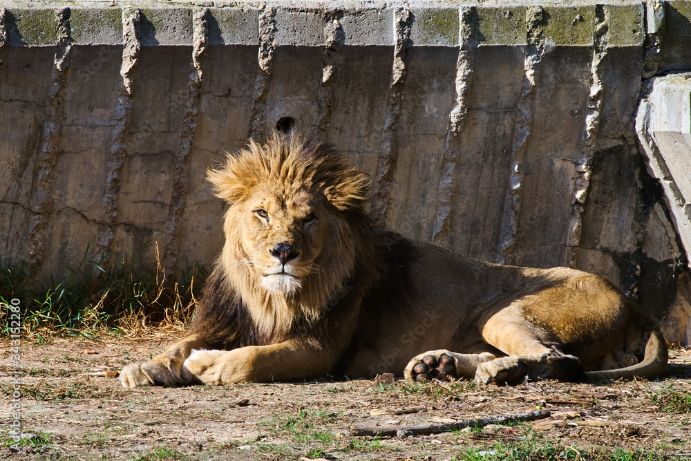 Obraz premium Resting lion