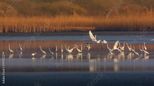 Group of Great Egret wading in the lake and hunting © Creaturart