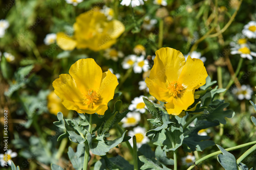 Fiori gialli Fiori gialli