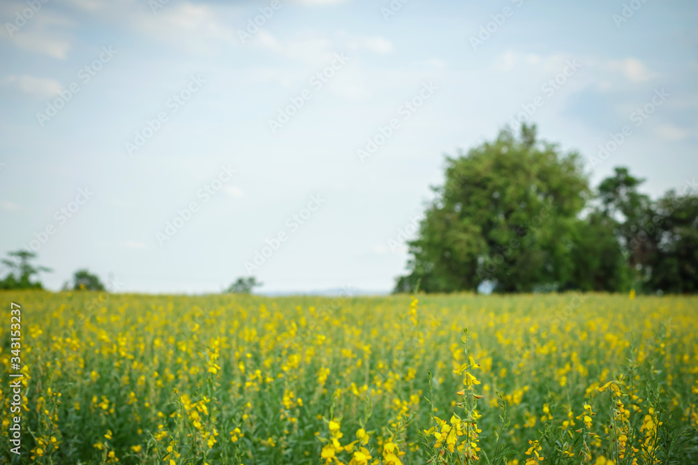 beautiful view at sunhemp flowers field