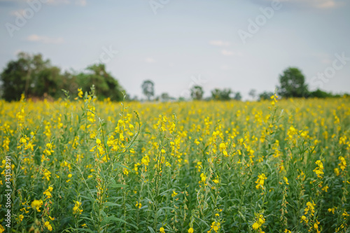 beautiful view at sunhemp flowers field © songphon