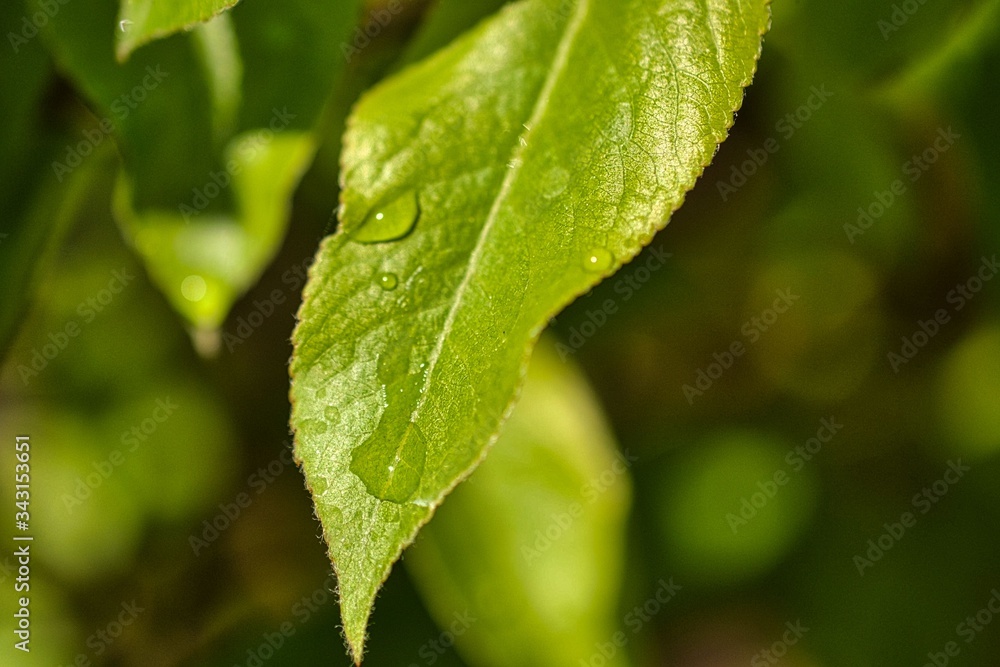 feuille feuille