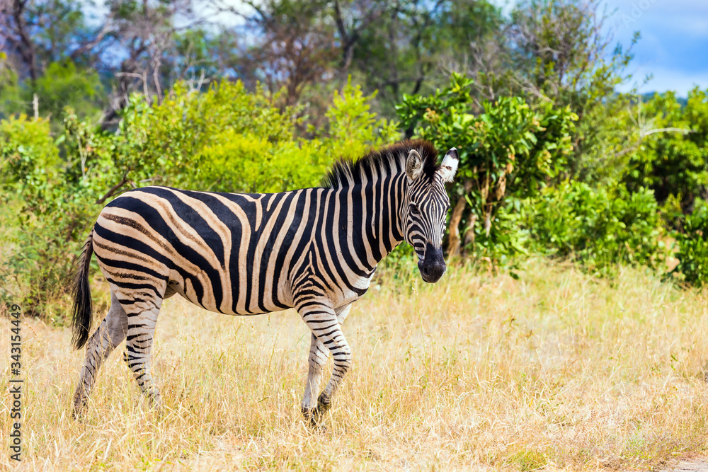 The African savannah. The Kruger Park The African savannah. The Kruger Park