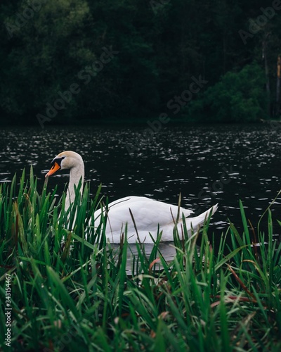 white swan on the lake