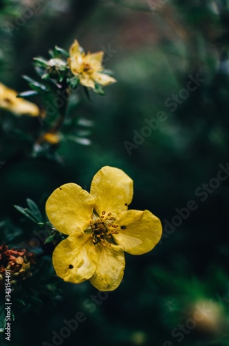 yellow flower on the water