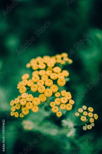 gold coins falling into a green background