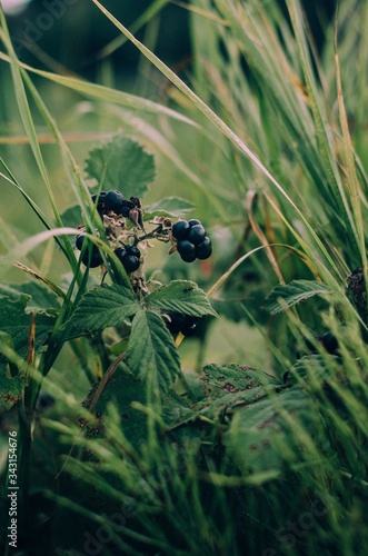 flowers with black berries in a geen backgound 