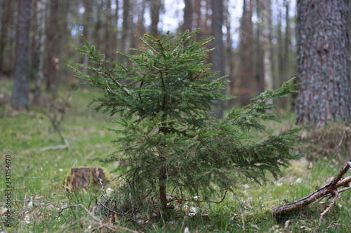 squirrel in the woods