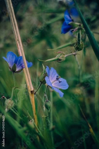flowers in a geen backgound