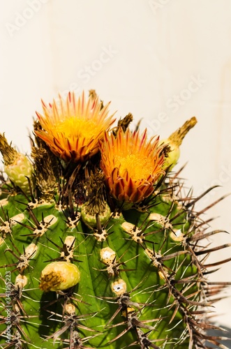 yellow cactus flower