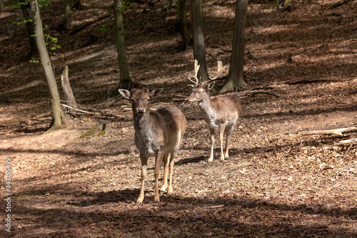 European fallow deer - Dama dama - a pair of fallow deer grazing in a beautiful deciduous forest. Wild photo. © Jana Krizova