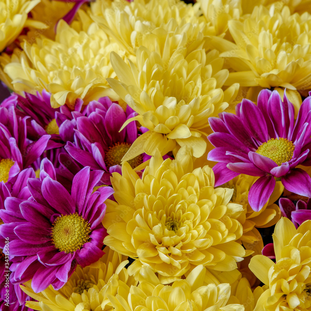 colorful yellow and violet chrysanthemums top view, natural background