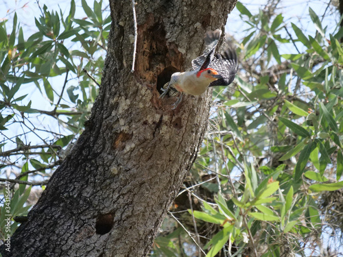 Red-bellied Woodpecker