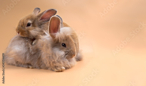 Two cute bunny rabbits on top of each other on the light orange pastel background with copy space.