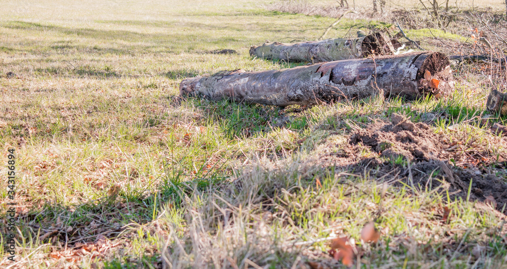 Two fallen trees in the meadow. Green yellow grasses. Spring glade. Two fallen trees in the meadow. Green yellow grasses. Spring glade.