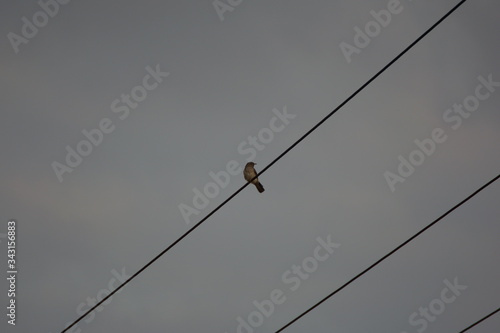 Blackbird (Turdus merula) on a high voltage power line