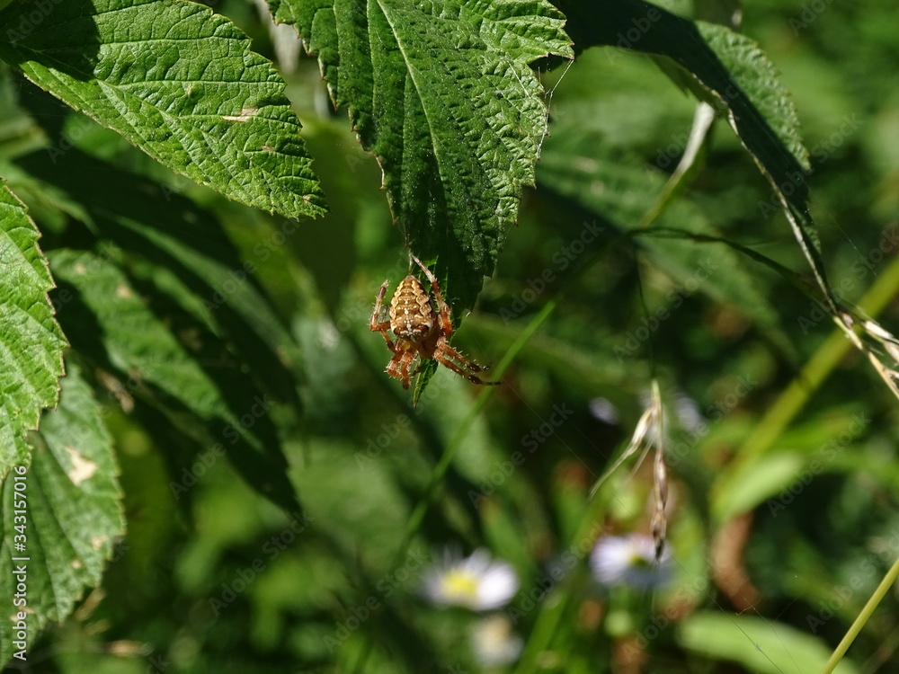 Kreuzspinne Kreuzspinne