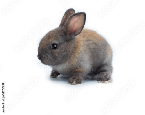 Cute little grey and brown baby rabbit isolated on white background.