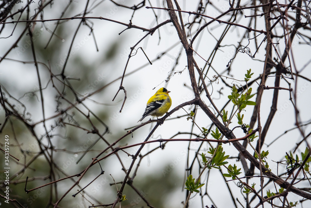Naklejka premium American Goldfinch Perched on Branch in Springtime