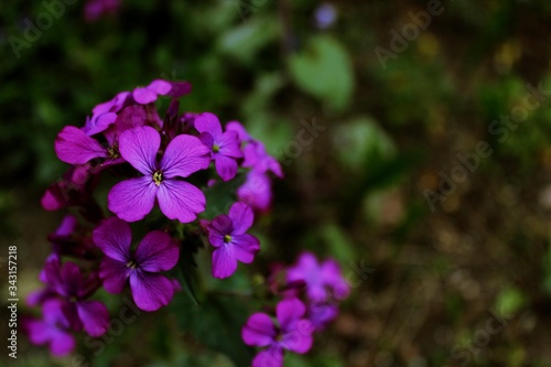 purple flower